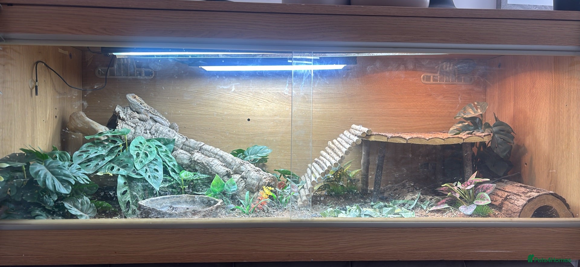 Bearded Dragon reptiles Bearded Dragon  - Advert 5