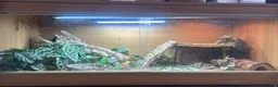 Bearded Dragon reptiles for sale: Bearded Dragon  in Leicester - Advert 1