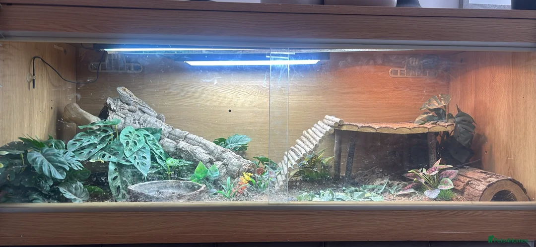 Bearded Dragon reptiles for sale: Bearded Dragon  in Leicester - Advert 1