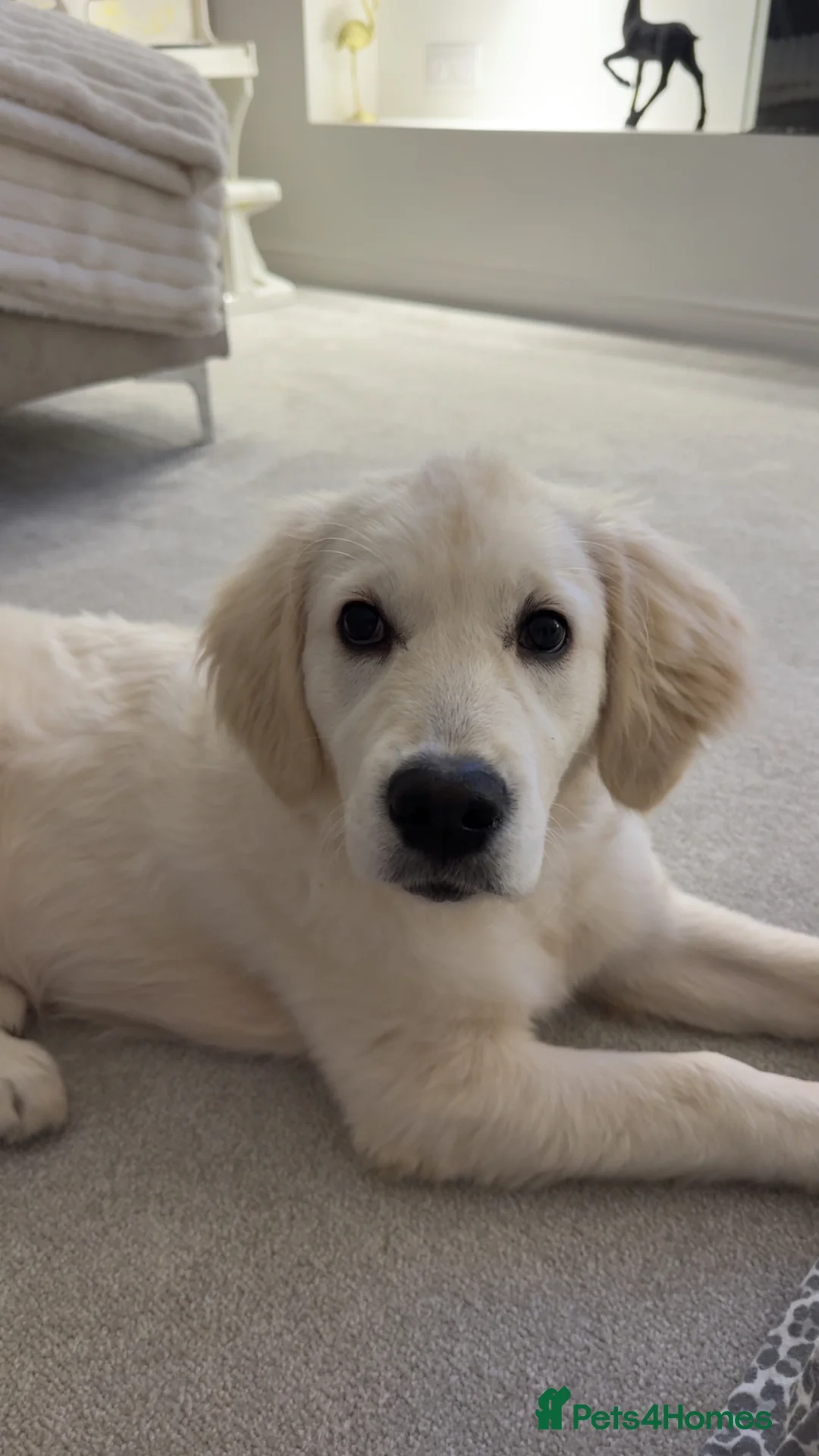 Golden Retriever dogs for sale: Loving home wanted for beautiful golden retriever  in Middlesbrough - Advert 4