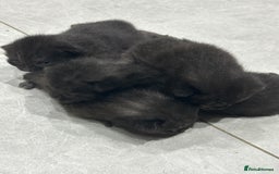 Mixed Breed cats for sale: 7 cute kittens for sale - Image 1