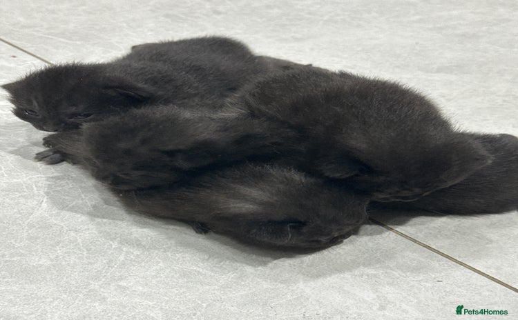 Mixed Breed cats - Advert 12
