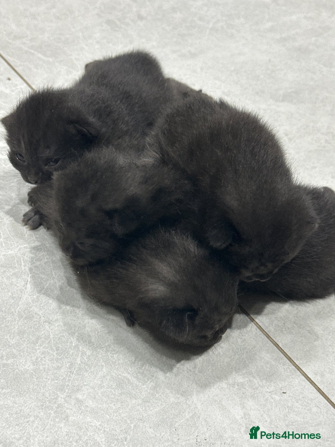 Mixed Breed cats for sale: 7 cute kittens for sale - Image 1