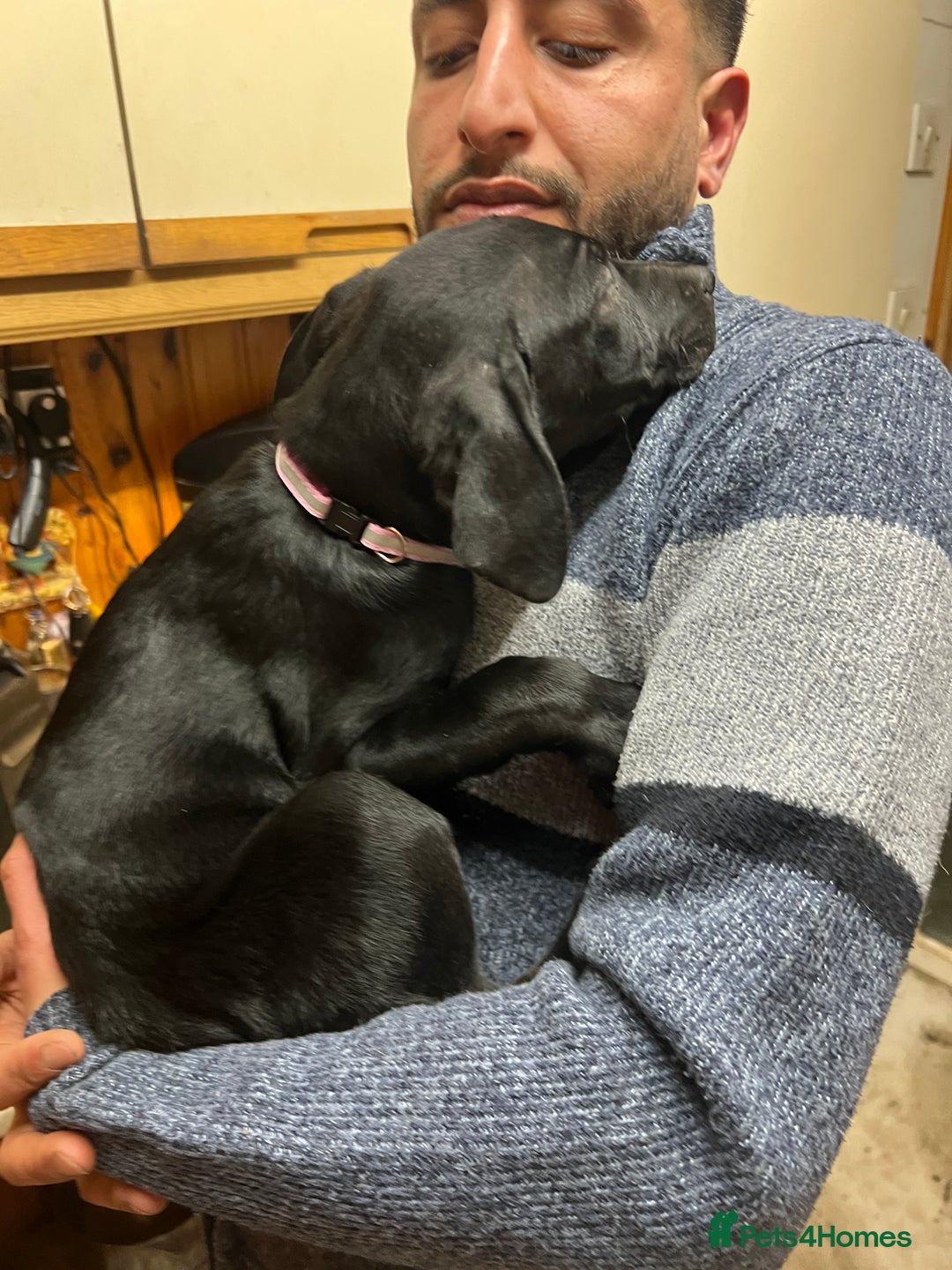 Mixed Breed dogs for sale: Beautiful mix Labrador/German Shepherd/Stuffy - Advert 7