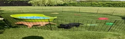 Labrador Retriever dogs for sale: Beautiful Labrador retrievers    - Advert 4