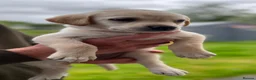 Labrador Retriever dogs for sale: Stunning lab puppies  - Advert 10
