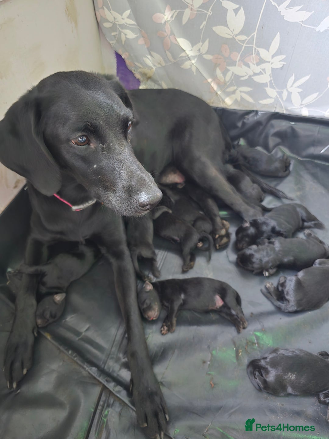 Mixed Breed dogs for sale: Puppies for sale  - Advert 1