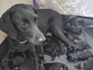 Mixed Breed dogs Puppies for sale - Advert 15