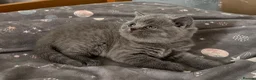 British Shorthair cats for sale: 🏆Exceptional GCCF Registered BSH Kittens🏆 - Advert 4