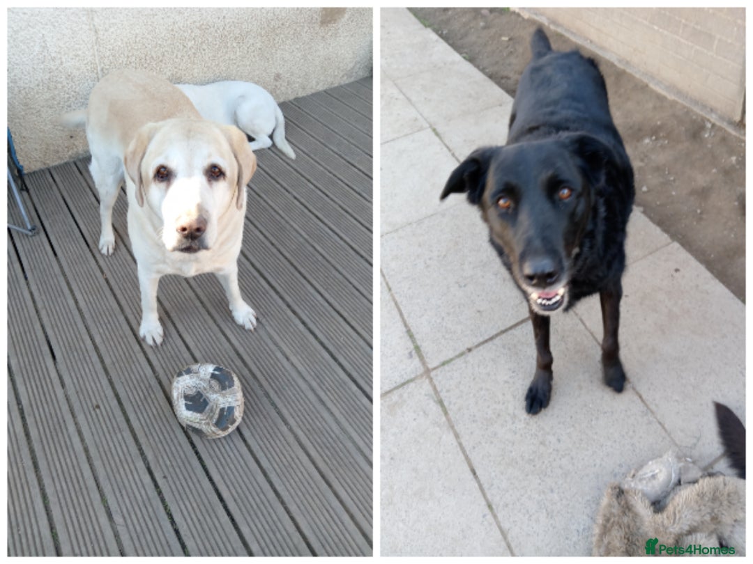 Labrador Retriever dogs for sale: Two older gentlemen seeking home together  - Image 1