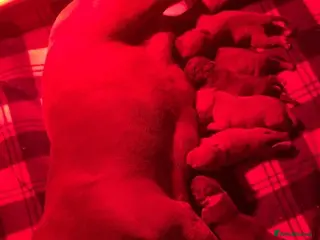 American Bully dogs Exquisute pocket bullys for sale - Advert 4