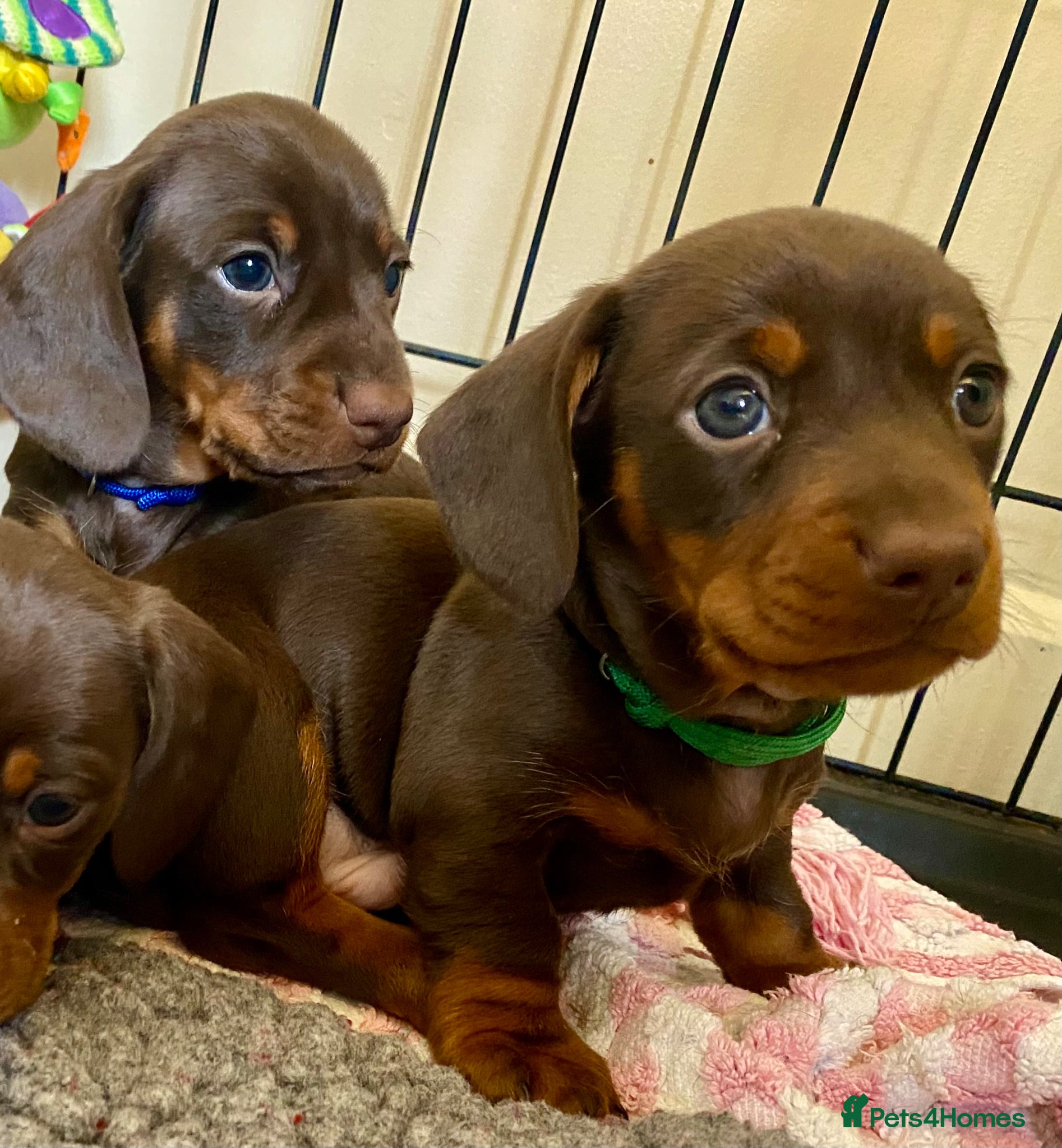 Miniature Dachshund dogs 🐱 READY TOMORROW 🐶 - Advert 1