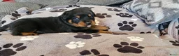 Rottweiler dogs for sale: KC Registered Rottweiler Puppies - Advert 35