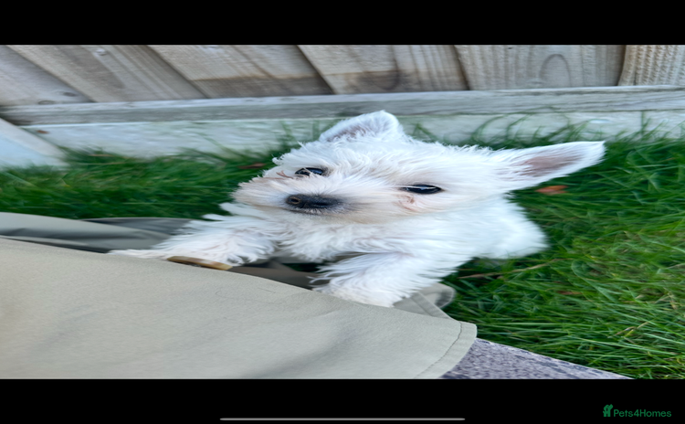West Highland Terrier dogs - Advert 1
