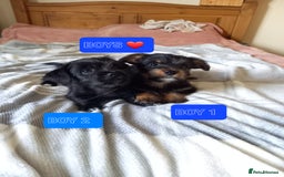 Mixed Breed dogs for sale: 💞 Beautiful Yorkie Russel Puppies 💞 - Image 15