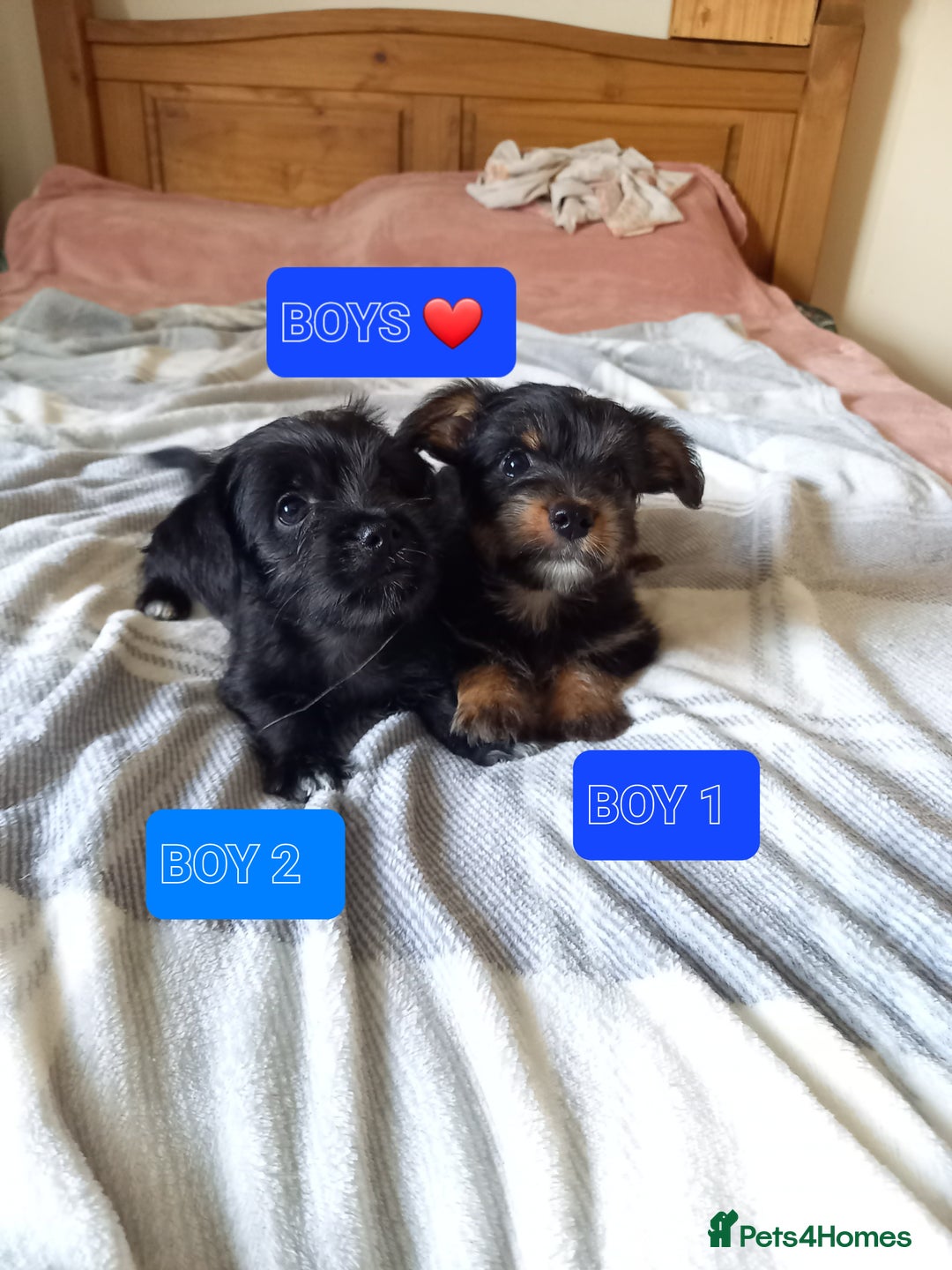 Mixed Breed dogs for sale: 💞 Beautiful Yorkie Russel Puppies 💞 - Image 15
