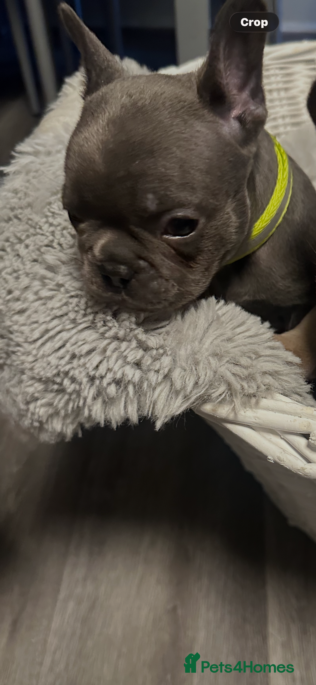 French Bulldog dogs for sale: Beautiful looking French bulldog puppies - Advert 25