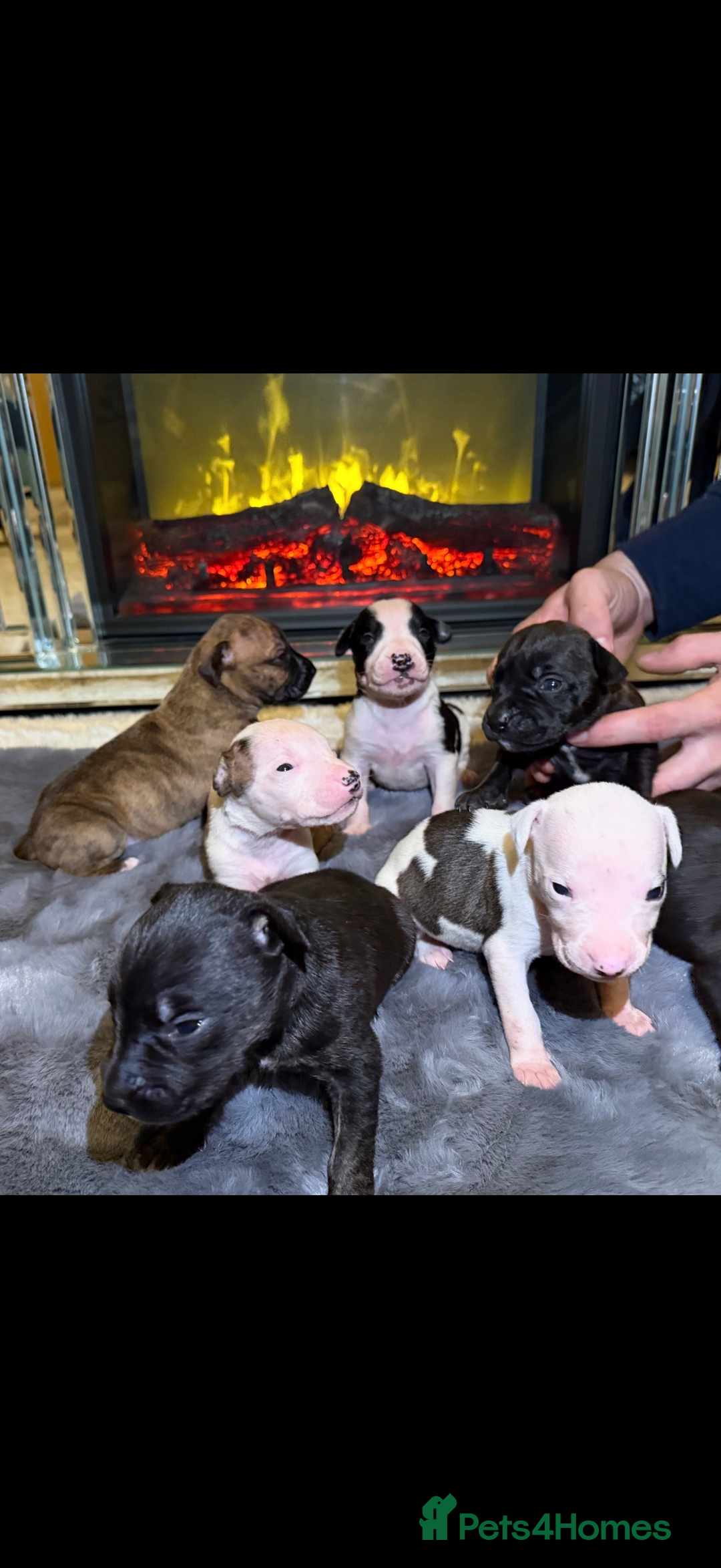 Mixed Breed dogs for sale: ✨ Staffordshire Bull Terrier × Whippet Puppies✨ - Advert 1