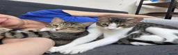 Arabian Mau cats for sale: Arabian Mao for adoption  - Advert 3