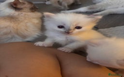 Ragdoll cats for sale: Pedigree Ragdoll Kittens for sale - Image 5
