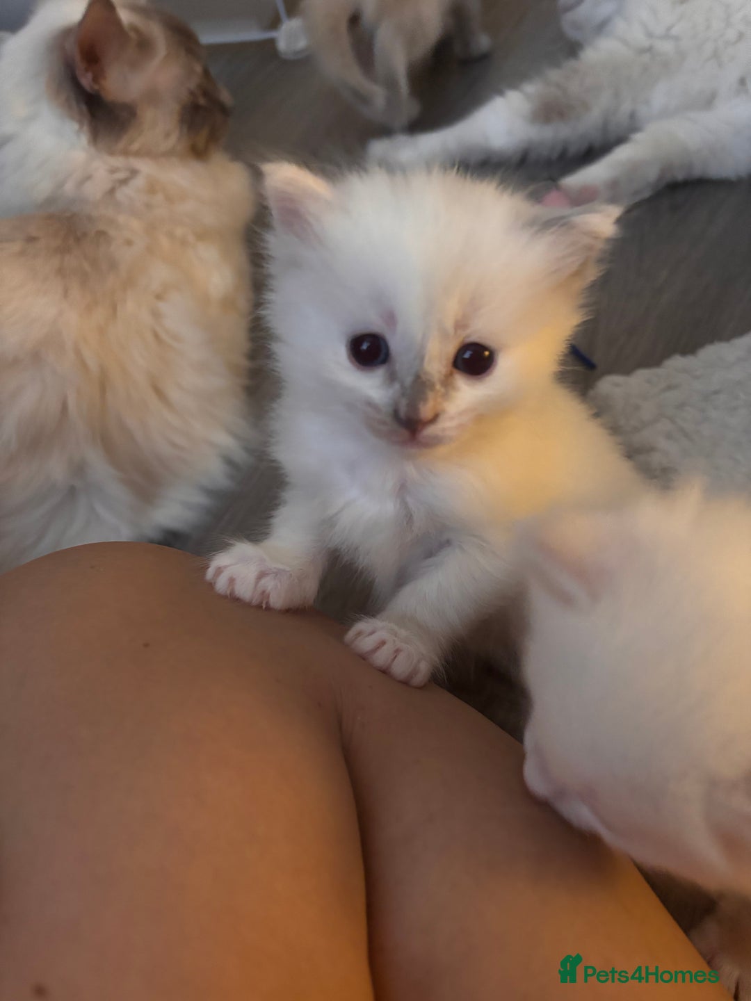 Ragdoll cats for sale: Pedigree Ragdoll Kittens for sale - Image 5