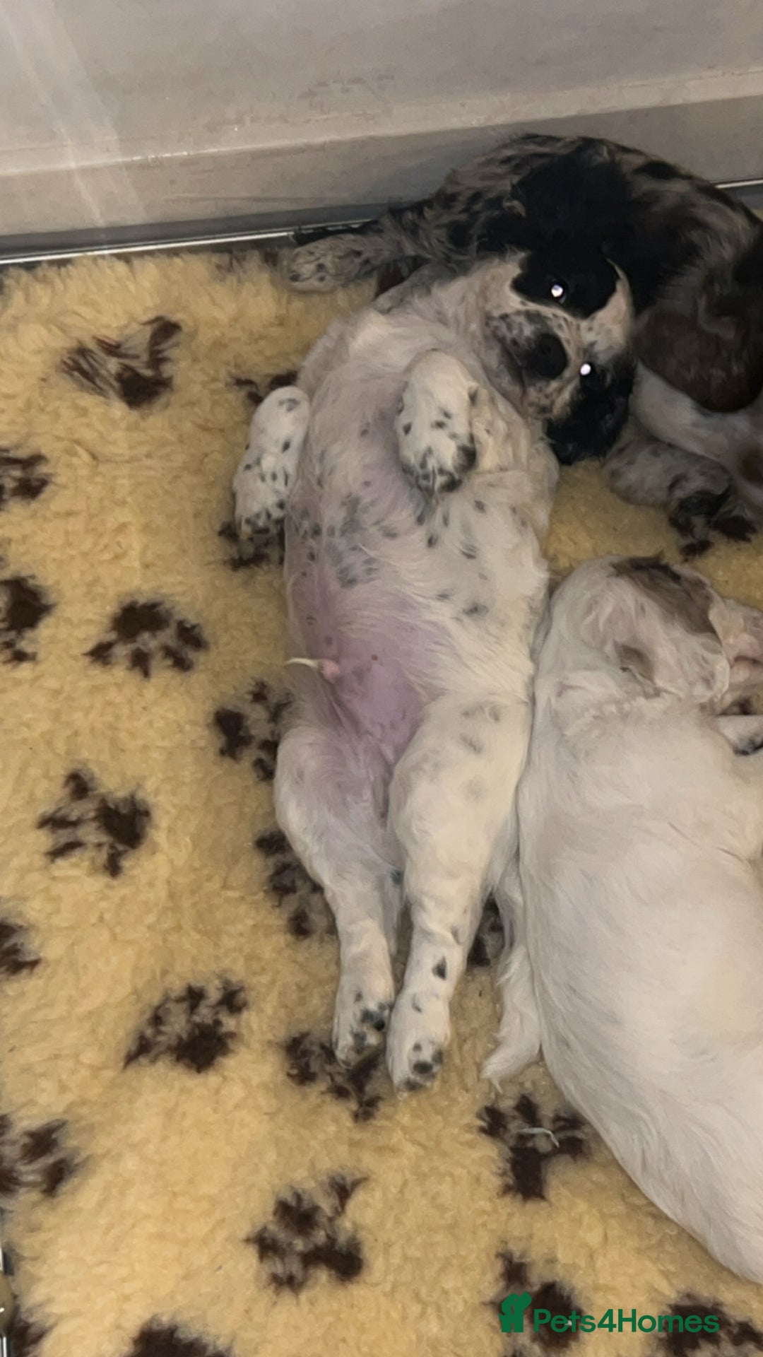 Cocker Spaniel dogs for sale: Cocker spaniel boy  - Advert 3