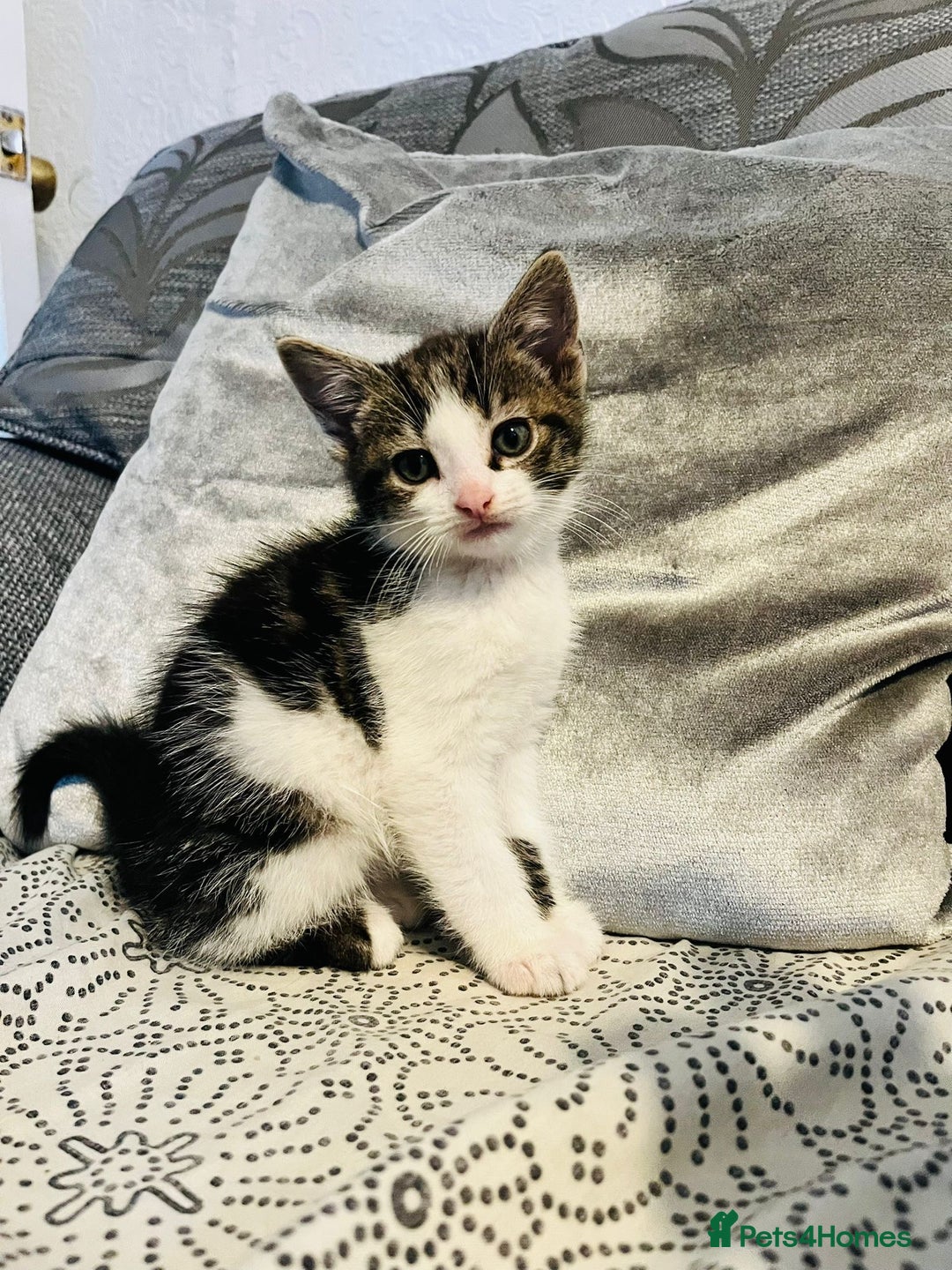 Domestic Shorthair cats for sale: Kittens for sale - Advert 3