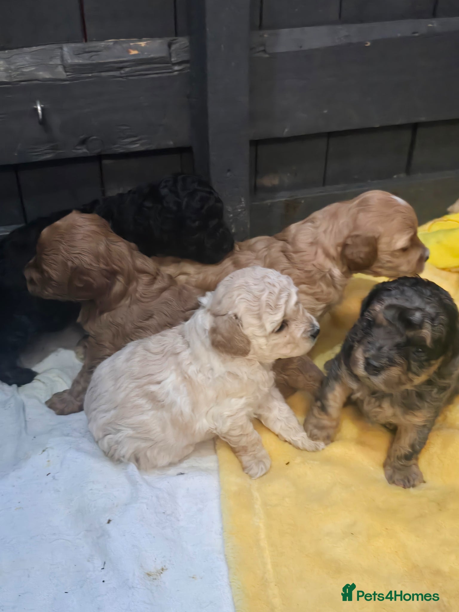 Mixed Breed dogs for sale: Toy poodle x Mini Poodle in Sheffield - Advert 3