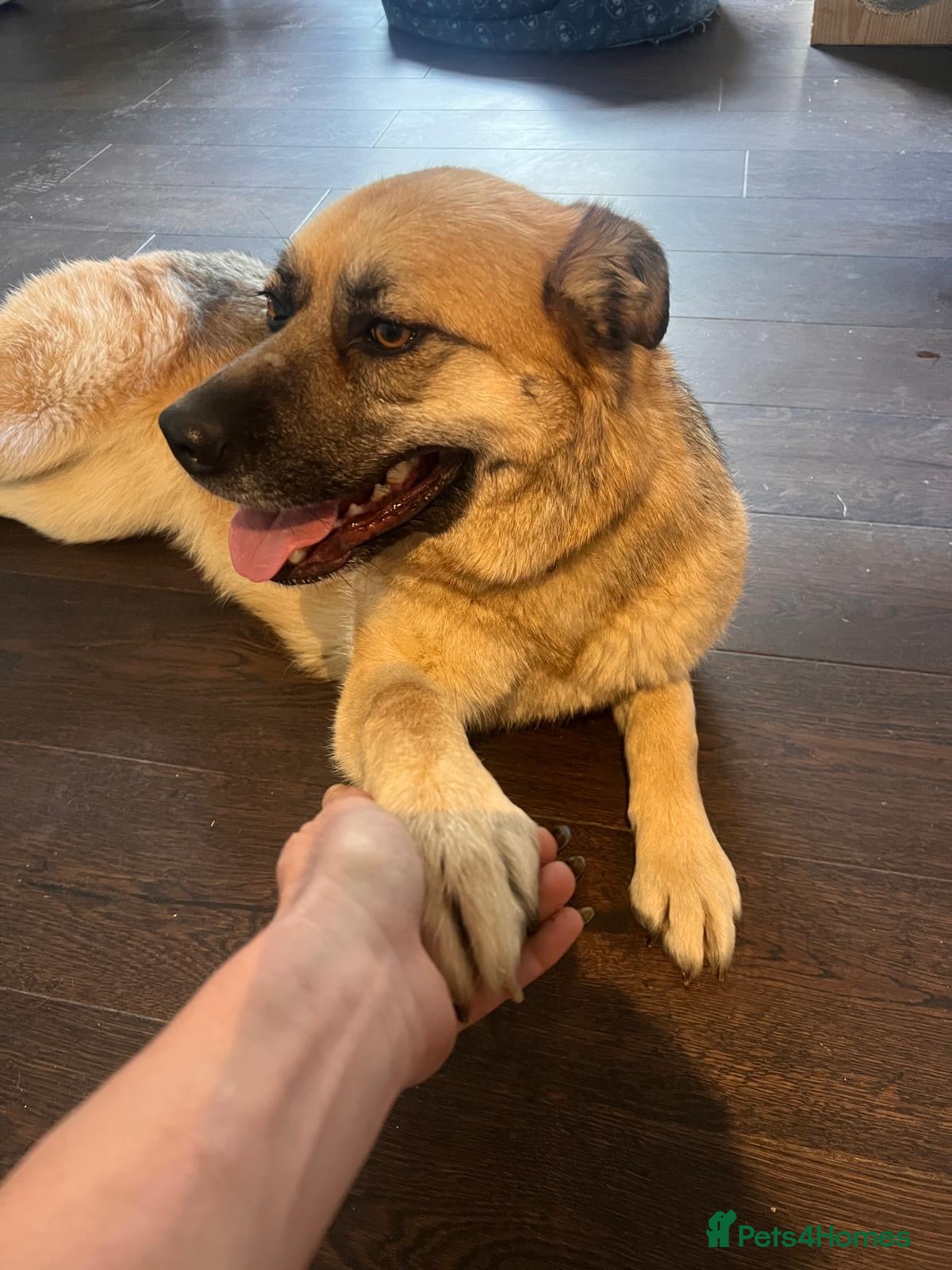 Mixed Breed dogs Molly a fun, active and lovely girl  - Advert 1