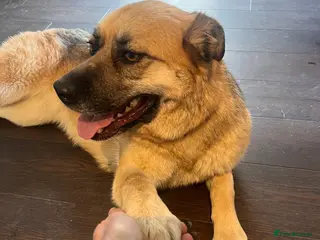 Mixed Breed dogs Molly a fun, active and lovely girl - Advert 1