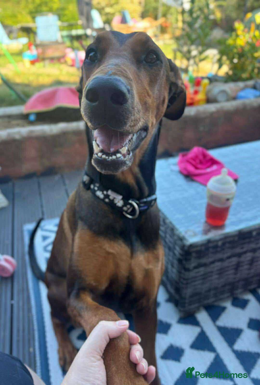 Mixed Breed dogs for adoption: BEAUTIFUL BONNIE  - Advert 2