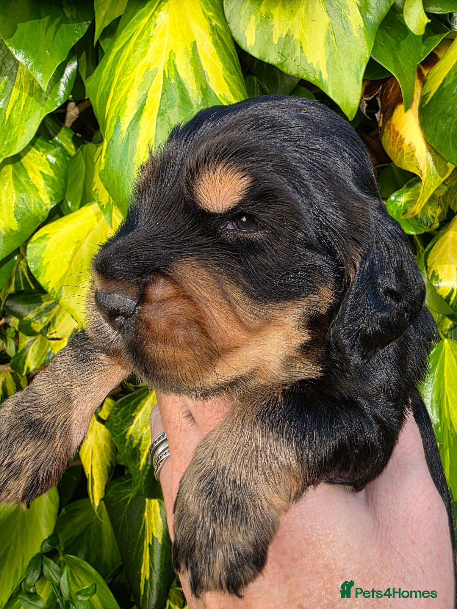 Cocker Spaniel dogs for sale: Black and chocolate tan point cockers  - Advert 20
