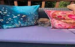 Pomeranian dogs for sale: Beautiful Full Pedigree Pomeranians - Image 3