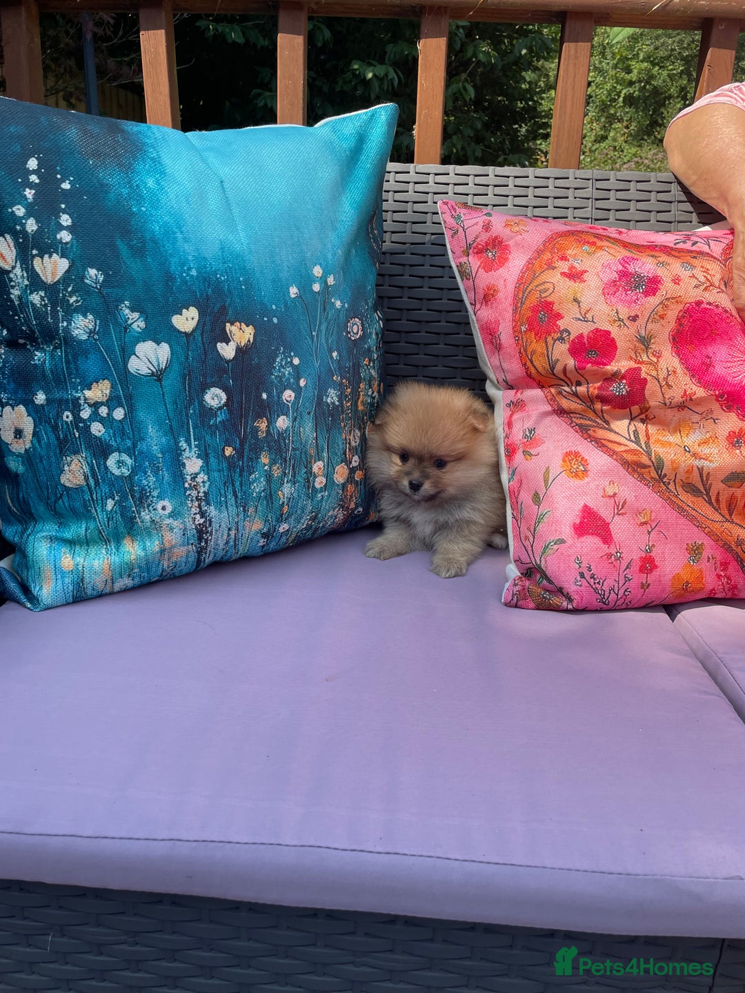 Pomeranian dogs for sale: Beautiful Full Pedigree Pomeranians - Image 3