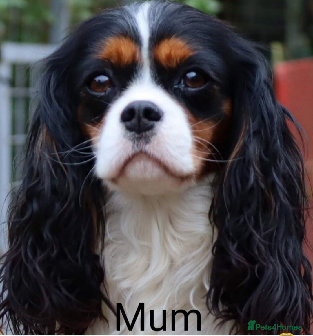 Cavalier King Charles Spaniel dogs KC. C.K.C.S from Champion Show Lines - Advert 2