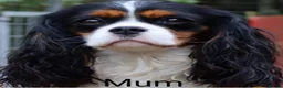 Cavalier King Charles Spaniel dogs for sale: KC. C.K.C.S from Champion Show Lines - Advert 2