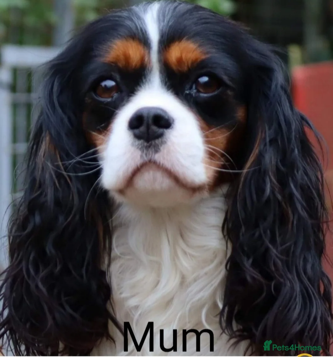 Cavalier King Charles Spaniel dogs for sale: KC. C.K.C.S from Champion Show Lines - Advert 2