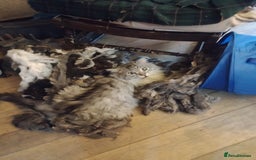 Maine Coon cats for sale: Maine coon Kitten - Image 9