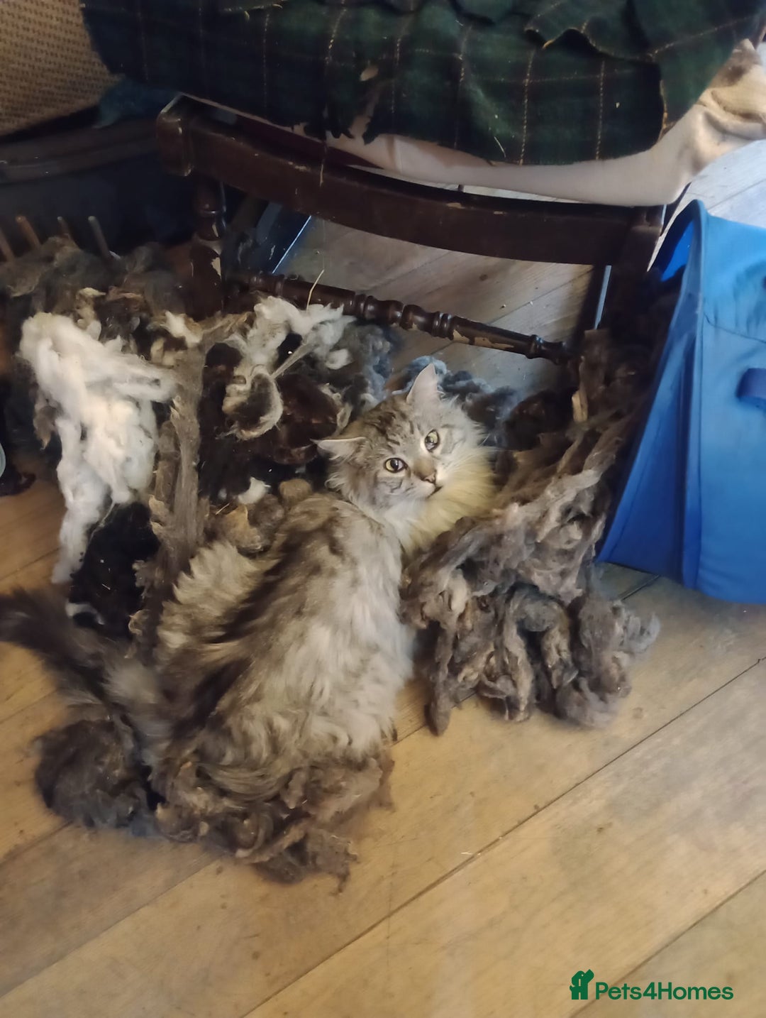 Maine Coon cats for sale: Maine coon Kitten - Image 9