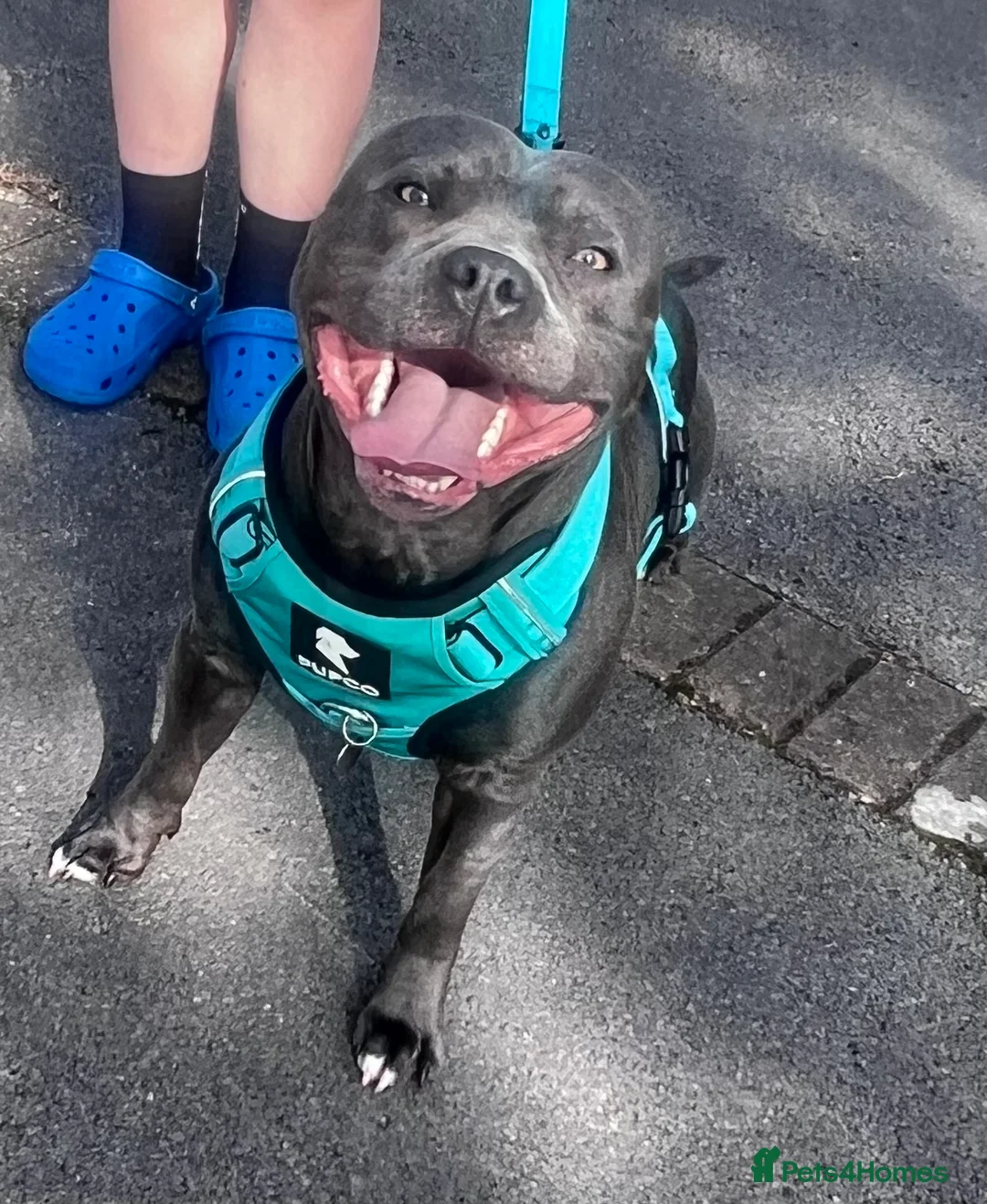 Staffordshire Bull Terrier dogs for stud: KC Registered Blue Staff Stud includes A.I - Advert 2