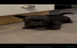 Scottish Terrier dogs for sale: Gorgeous Scottish terrier puppies - Image 4