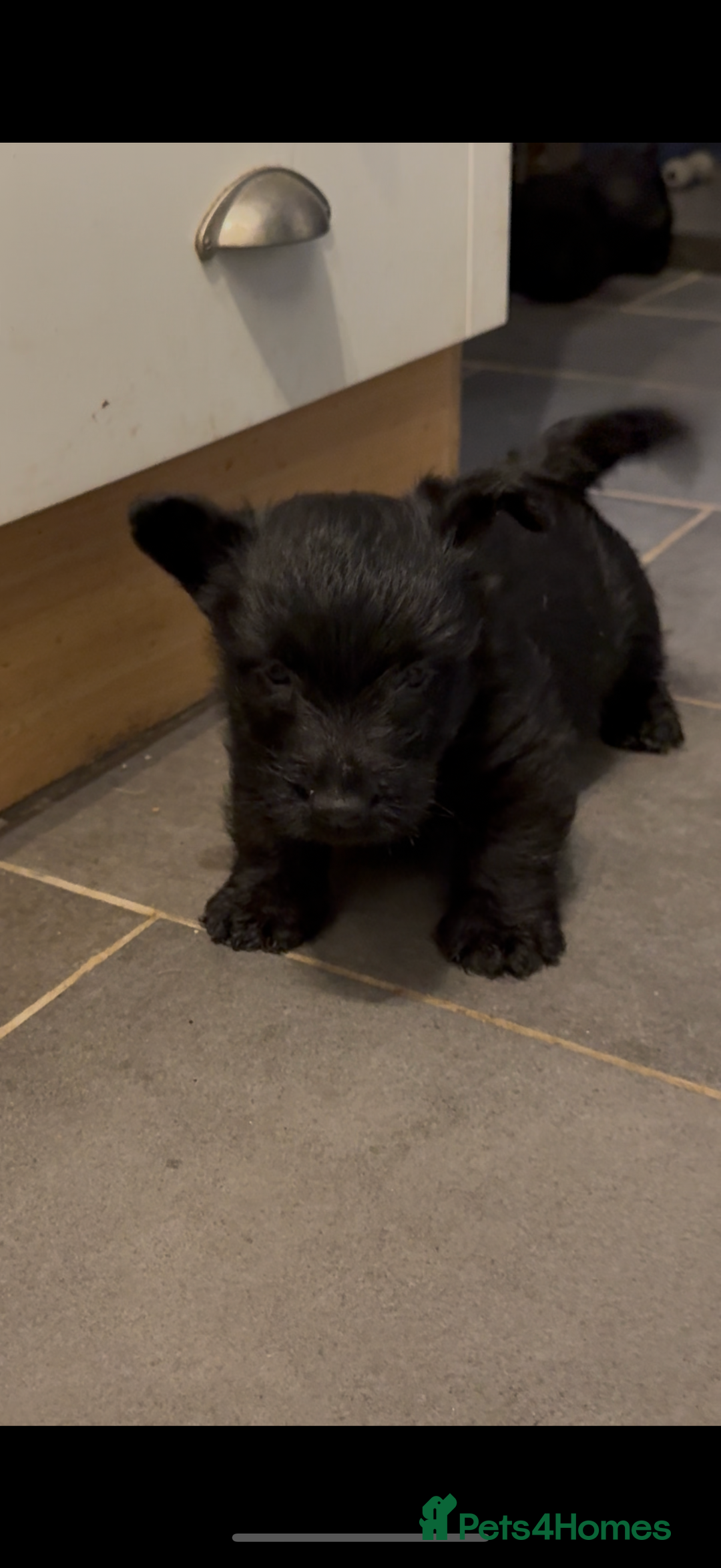 Scottish Terrier dogs for sale: Gorgeous Scottish terrier puppies - Image 4