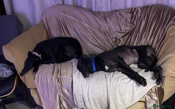 Greyhound dogs for sale: Empire house trained greyhound girl for adoption  - Image 4