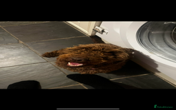 Toy Poodle dogs for sale: Miniature toy poodles - Image 12