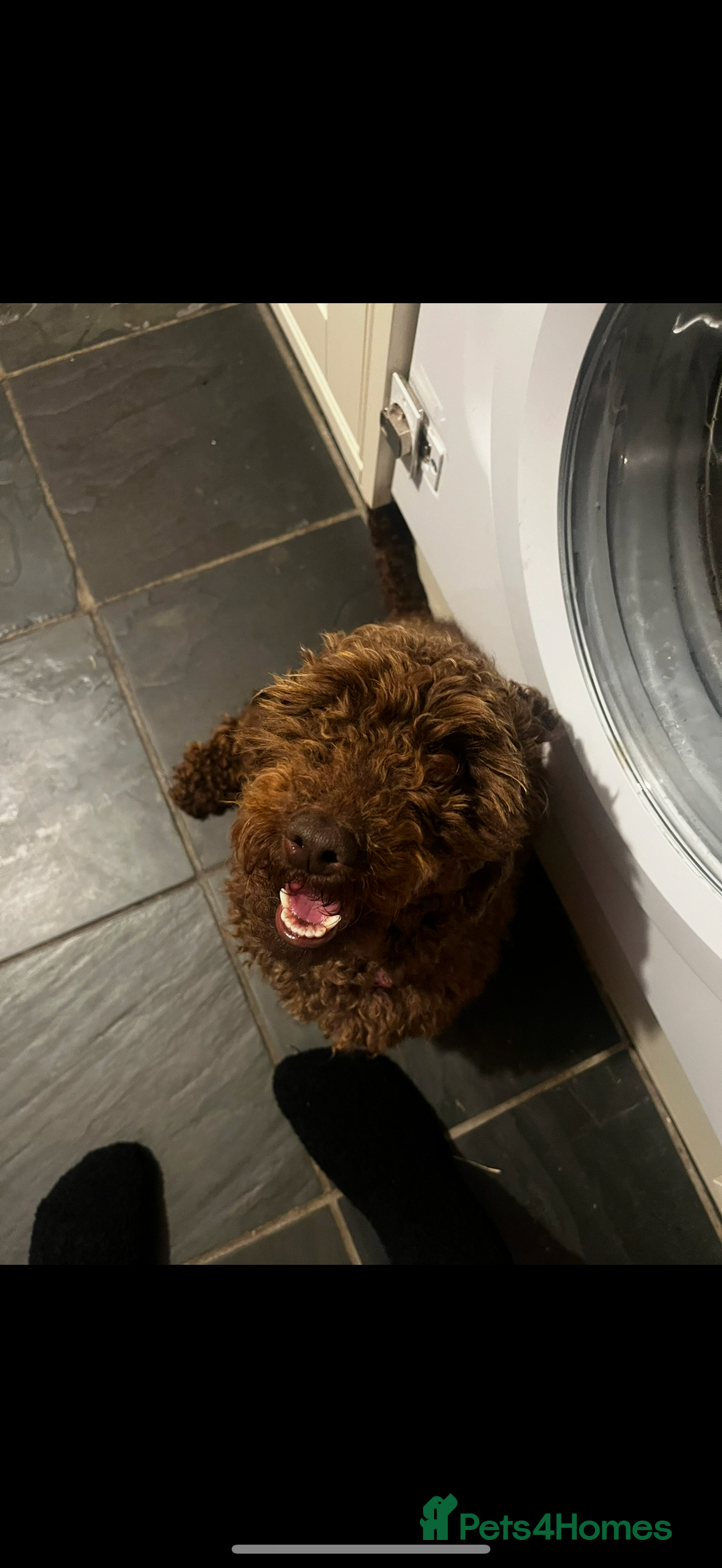 Toy Poodle dogs for sale: Miniature toy poodles - Image 12