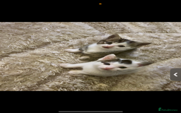 Mixed Breed cats for sale: Beautiful patched tabbies looking for homes  - Image 2