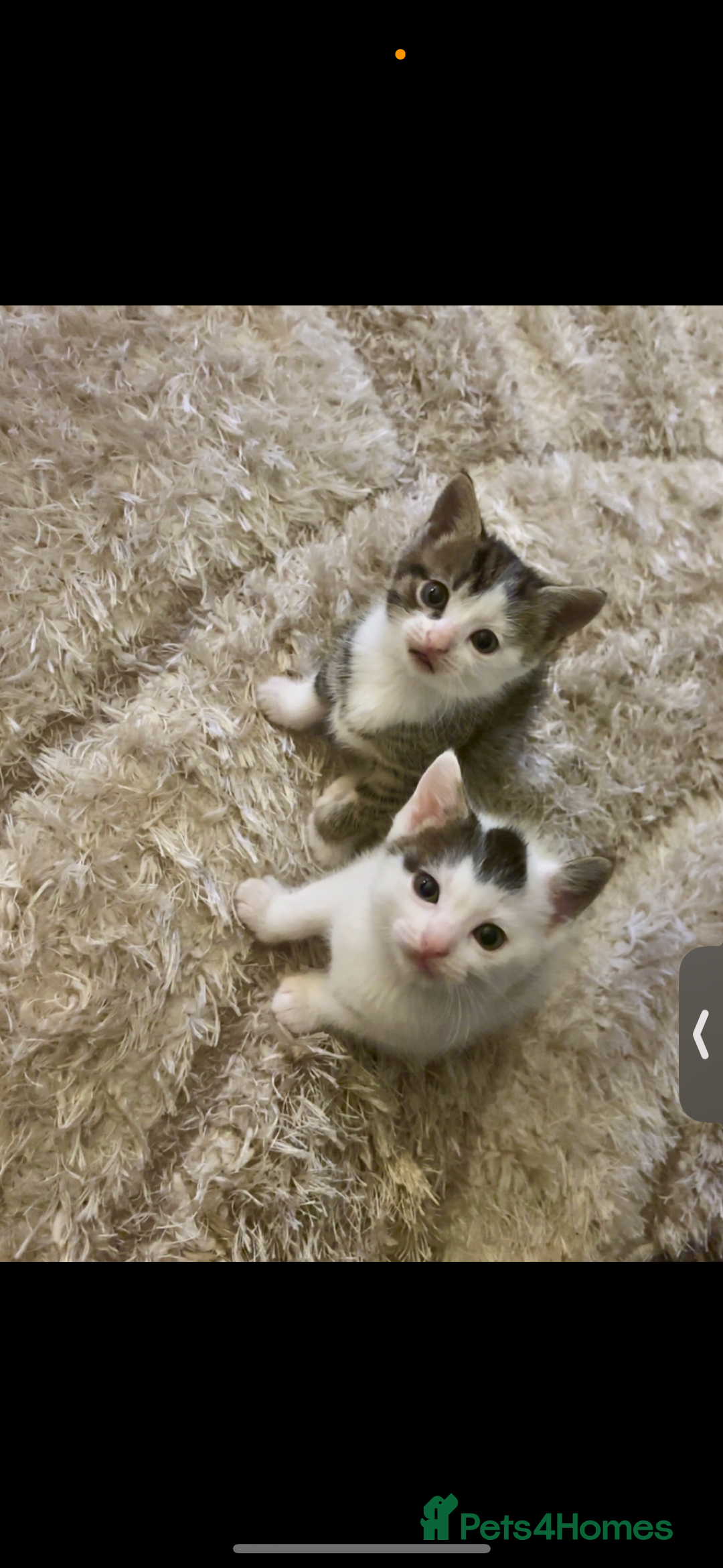 Mixed Breed cats for sale: Beautiful patched tabbies looking for homes  - Image 2