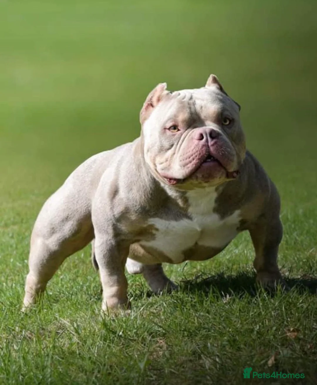 American Bully dogs for stud: Lilac tri Merle pocket bully ABKC registered in Manchester - Advert 16