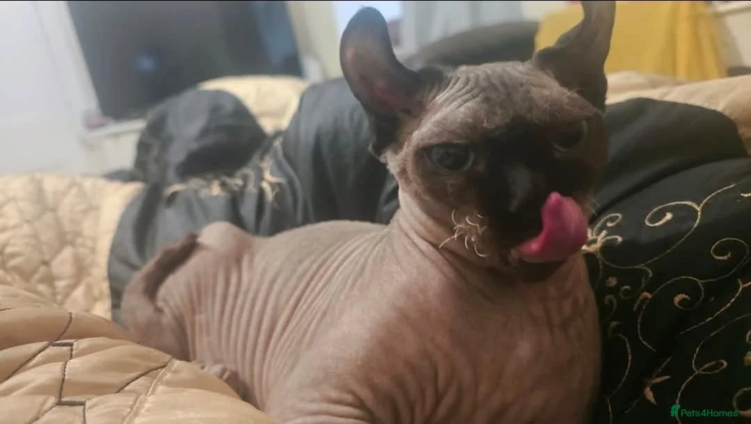 Sphynx cats for stud: Elf sphynx  - Advert 1