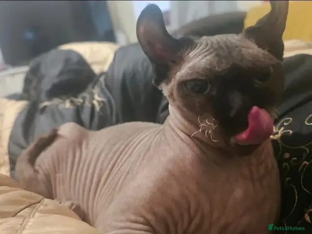 Sphynx cats Elf sphynx - Advert 1